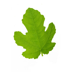 green leaf of fig isolated