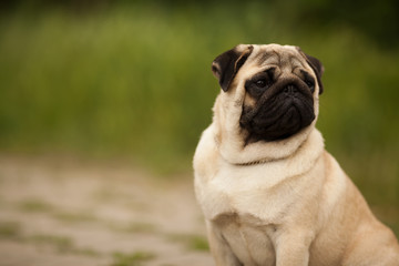 dog breed pug beautiful portrait on green grass