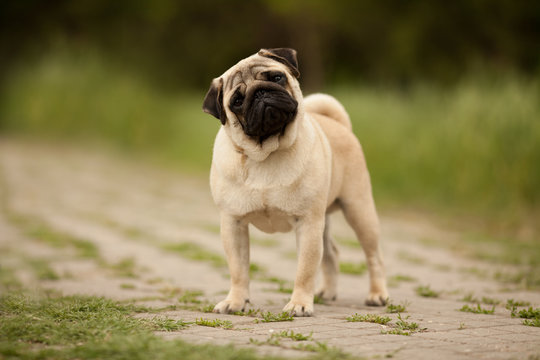 dog breed pug beautiful portrait on green grass