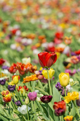 Tulpenfeld im Frühling