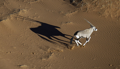 Aerial view of an oryx running on the Namib desert with a distinct shadow