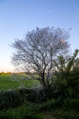 Baum , der von Eichenprozessionsspinnen befallen ist, mit blauem Himmel