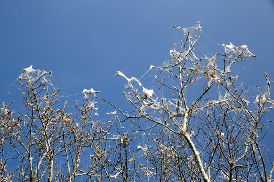 Baum , der von Eichenprozessionsspinnen befallen ist, mit blauem Himmel