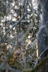 Geflecht an einem  Baum , der von Eichenprozessionsspinnen befallen ist.