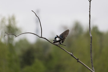 Hirondelle bicolore, Tree Swallow amoureux, Estrie Québec Canada