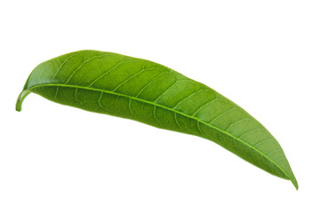 Obraz premium green leaf of mango isoalted on white background