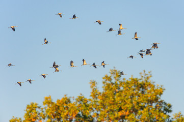 Migration of Cranes