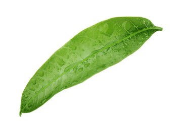 Fototapeta na wymiar green leaf of mango with water drops isoalted on white background