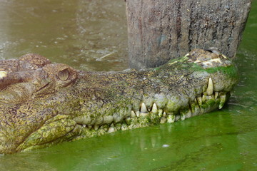 close up of salt water crocodile.
