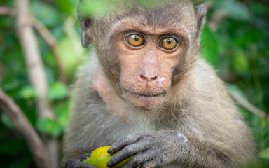Monkey, old, baby, baby monkey, smiling monkey, camera, monkey at the temple, Khao Takiab tourist friendly,monkey rim light,Reflective Monkey Hair