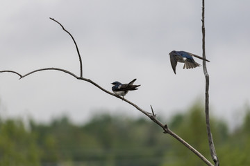 Hirondelle bicolore, Tree Swallow amoureux, Estrie Québec Canada © Helene Gaudreau