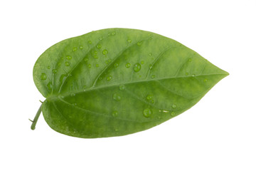 Fototapeta na wymiar green leaf of sweet granadilla isolated on white background