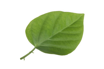 green leaf of sweet granadilla isolated on white background