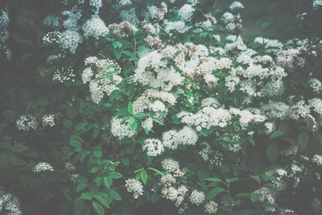 Spring spirea bloom