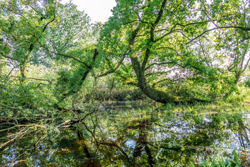 Spiegellung in stehendem Gewässer