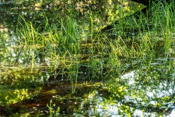 Spiegellung in stehendem Gewässer