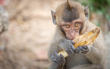 Monkey, old, baby, baby monkey, smiling monkey, camera, monkey at the temple, Khao Takiab tourist friendly,monkey rim light,Reflective Monkey Hair