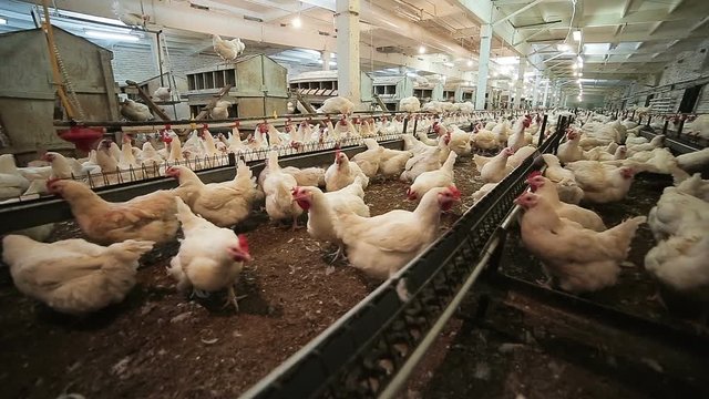 broilers walk and eat in hennery on poultry farm