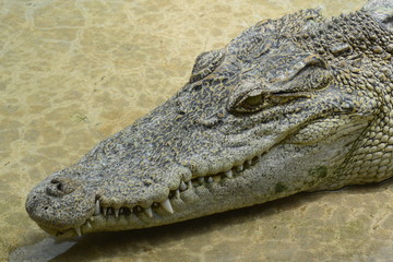 close of of fresh water crocodile.