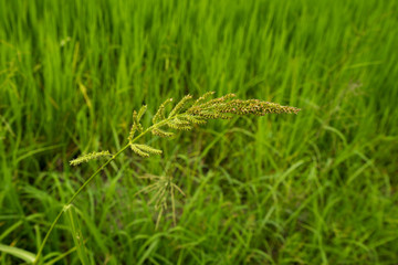 single green grass flower on blur rice field