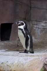 Naklejka premium Penguin at the zoo Cyprus