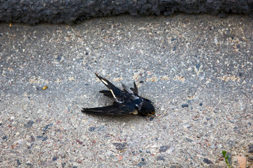 Young barn swallow hit by car