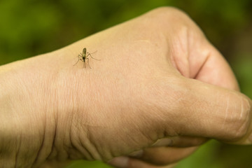 The mosquito sits on a hand and drinking human blood