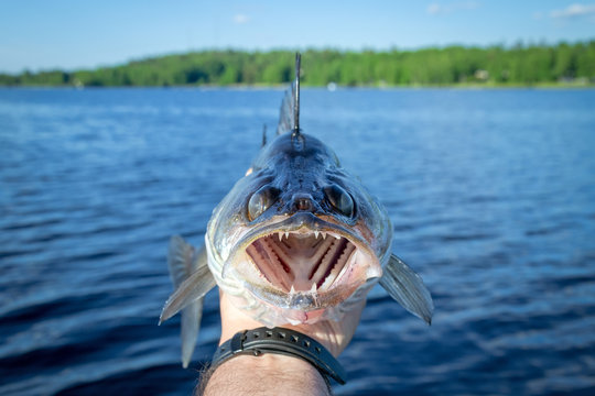 Front portrait of walleye in angler hand