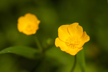 Buttercups