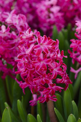 Pink hyacinth flowers in the garden