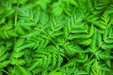 Background of green forest plants
