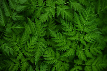 Background of green forest plants
