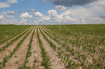 Fototapeta na wymiar A field of young corn against the sky full of clouds