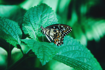 Fototapeta premium Beautiful butterfly sitting on green leaves.