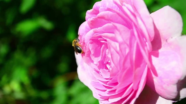 Anthophila, bee, Floribunda rose