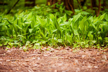 Leaves of lily-of-the-valley in the garden