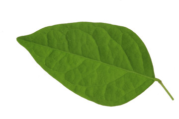 Fototapeta na wymiar leaf of carambola (starfruit) isolated