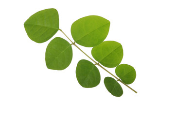 Obraz premium branch with green leaves of carambola isolated