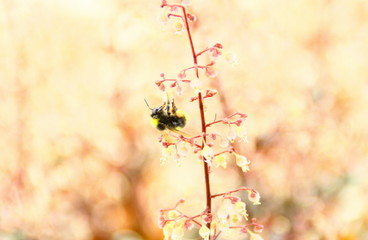 bourdon sur heuchère  rose,dans le jardin