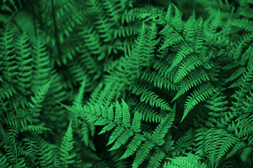 Background of green forest fern
