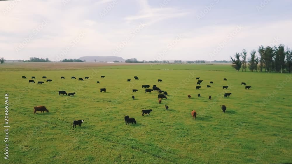 Wall mural Aerial view of the group of cows. in a green field in Argentina., Balcarce