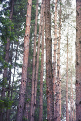 Pine forest, nature background