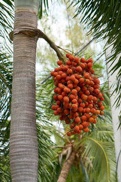 Date palm fruits.