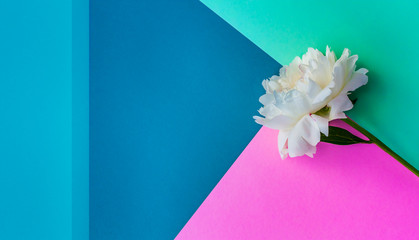 White Peony on Colorful Background