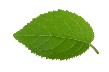 fresh green leaf of kiwi isolated on white background