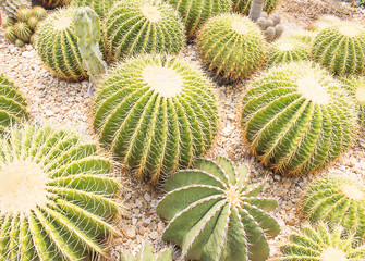 domestic cactus closeup in desert.