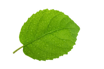 fresh green leaf of kiwi with water drops  isolated on white background
