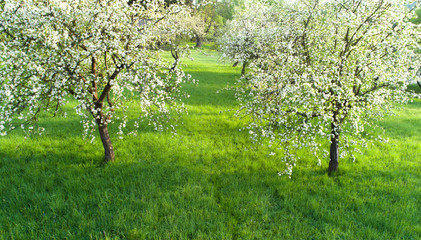 Fototapety  Piękny wiosenny park. Wiosna natura. Wiśniowe drzewa w kwiecie.
