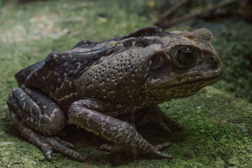 brown frog