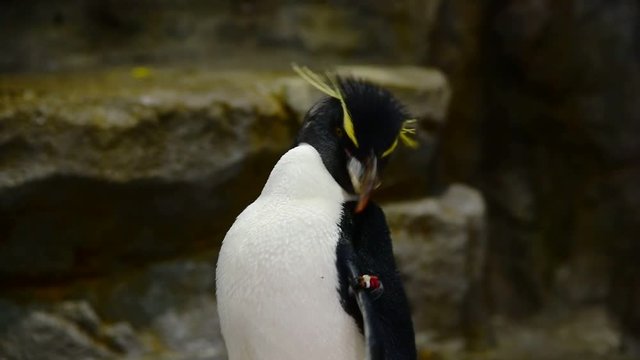 A Rockhopper penguin